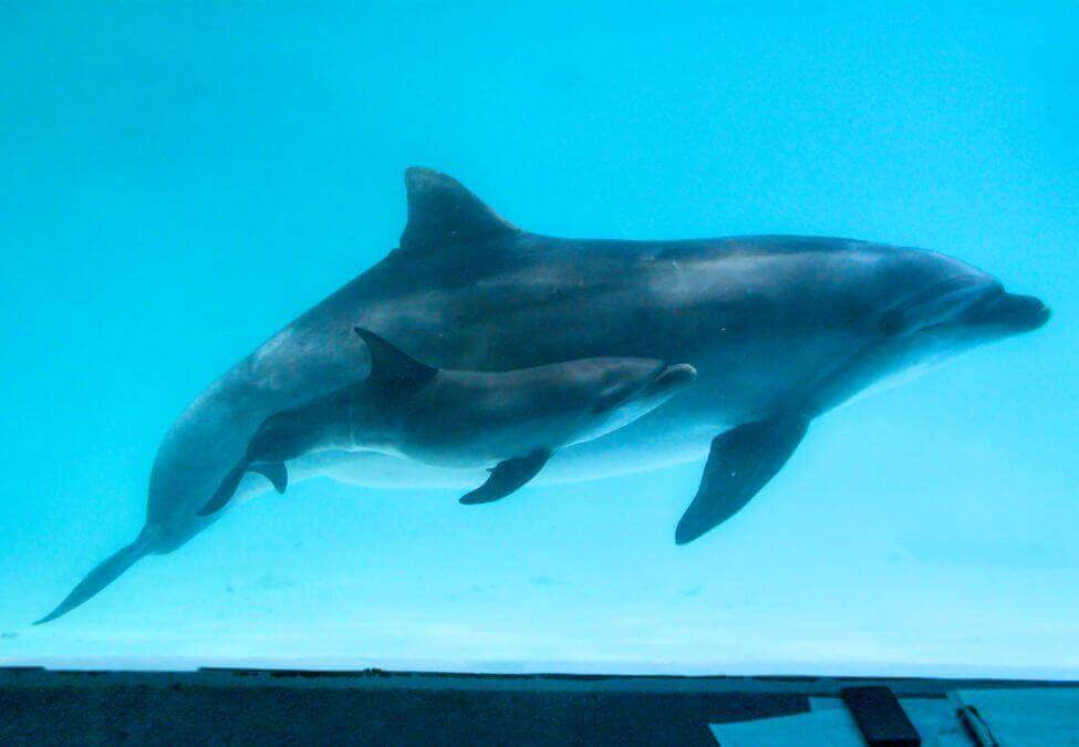 AOAO SAPPORO-おたる水族館のバンドウイルカ「メリー」と仔イルカ