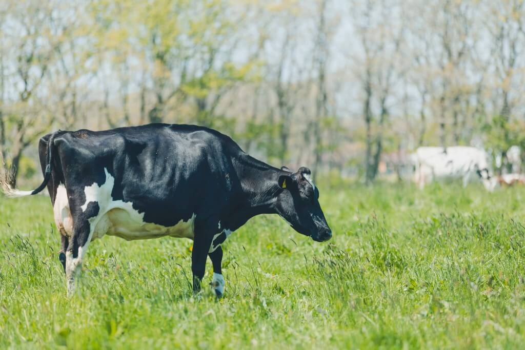 ユートピアアグリカルチャー-ミッションは、地球環境、動物、人に負荷をかけずにおいしいお菓子を作ること