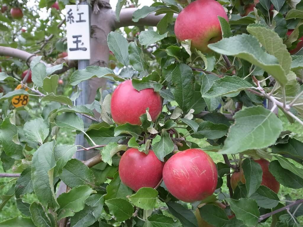 伝統の北大りんご「紅玉(こうぎょく)」