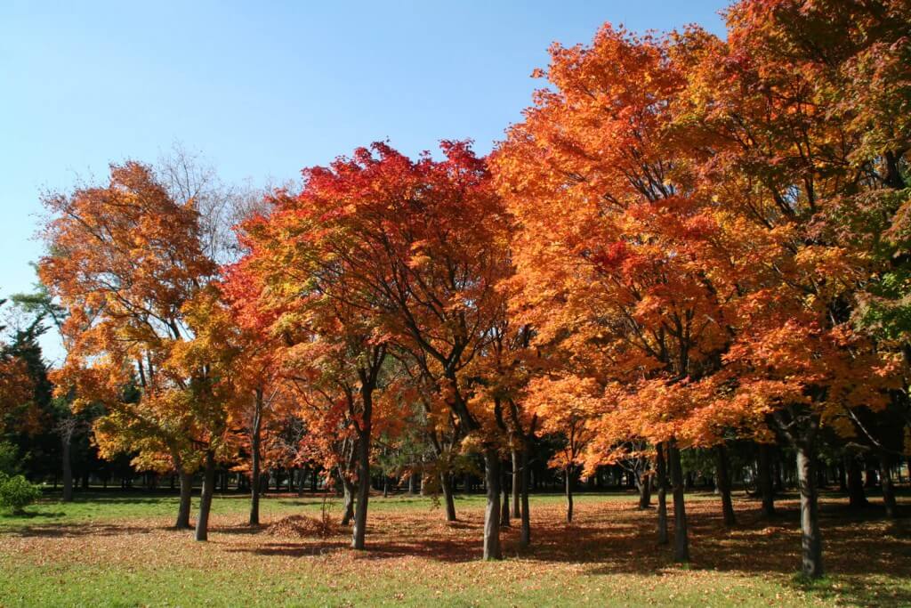 真駒内公園