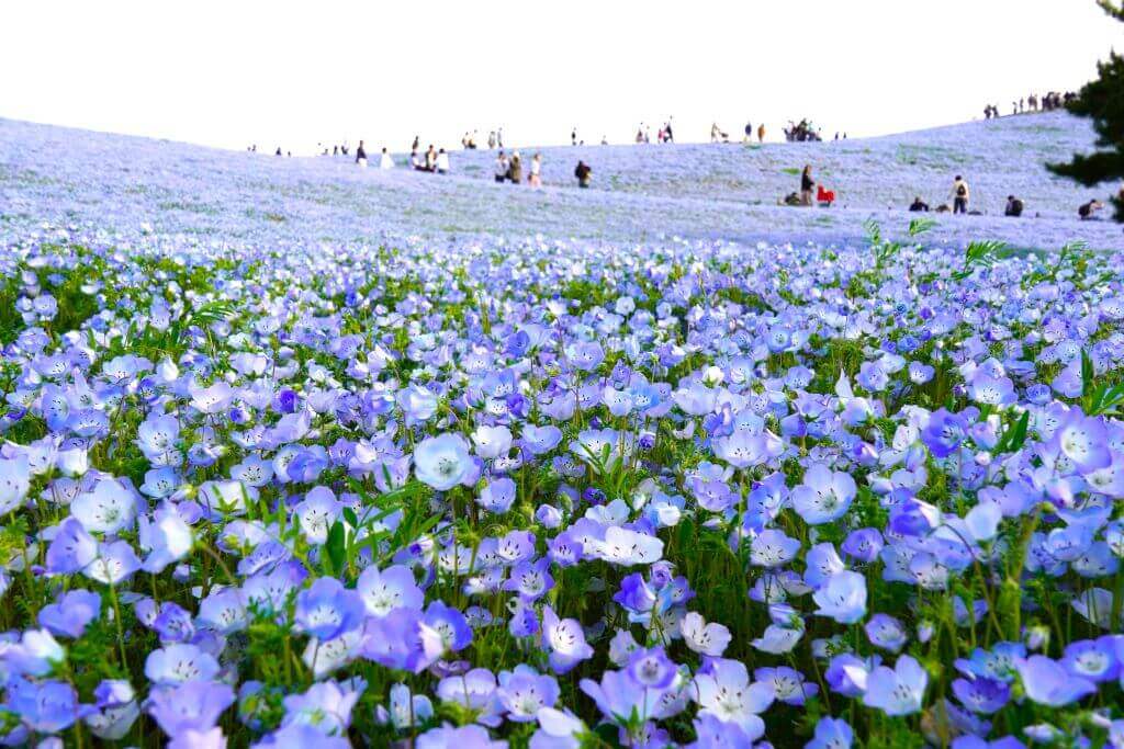 ネモフィラ（国営ひたち海浜公園）