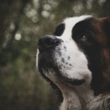 【ハッピーバーナード】南9西6に超大型犬「セント・バーナード」と触れ合えるカフェがオープン!
