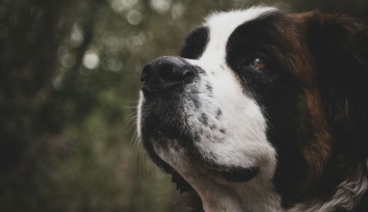 【ハッピーバーナード】南9西6に超大型犬「セント・バーナード」と触れ合えるカフェがオープン！