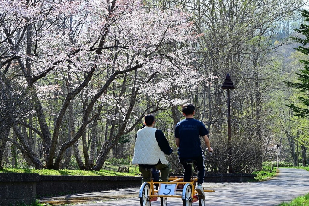 国営滝野すずらん丘陵公園-満開のサクラを楽しみながらのサイクリング(令和6年度撮影)