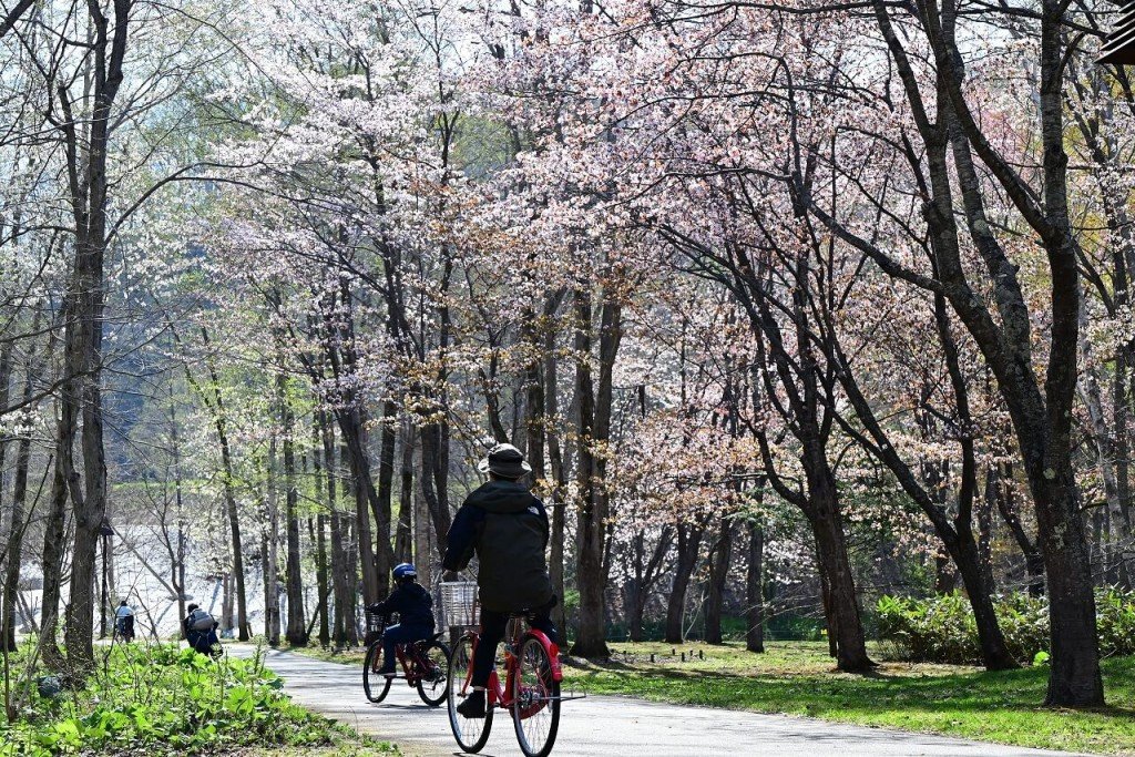 国営滝野すずらん丘陵公園-サイクリングを楽しみながら鑑賞できるサクラ（令和6年度撮影）
