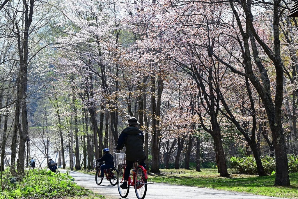 国営滝野すずらん丘陵公園-サイクリングを楽しみながら鑑賞できるサクラ(令和6年度撮影)
