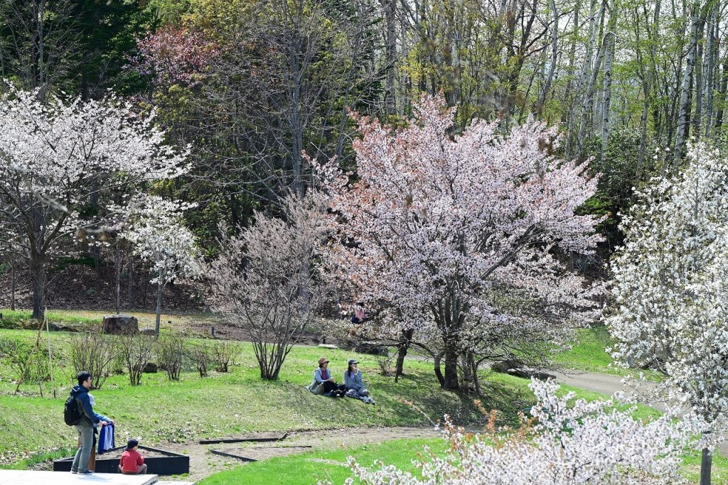 国営滝野すずらん丘陵公園-中心ゾーン「収穫の谷」のサクラ(令和6年度撮影)