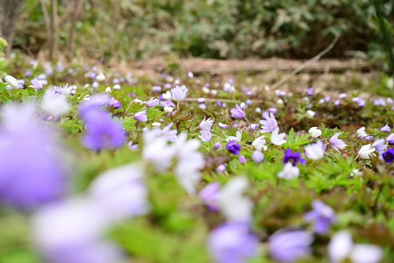国営滝野すずらん丘陵公園-春の山野草