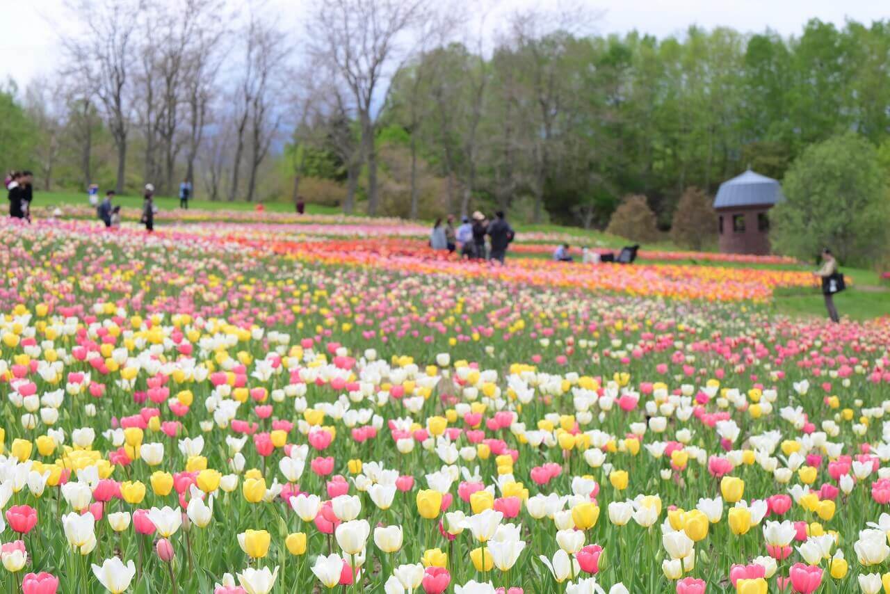 国営滝野すずらん丘陵公園の『彩の丘(カントリーガーデン上段)』