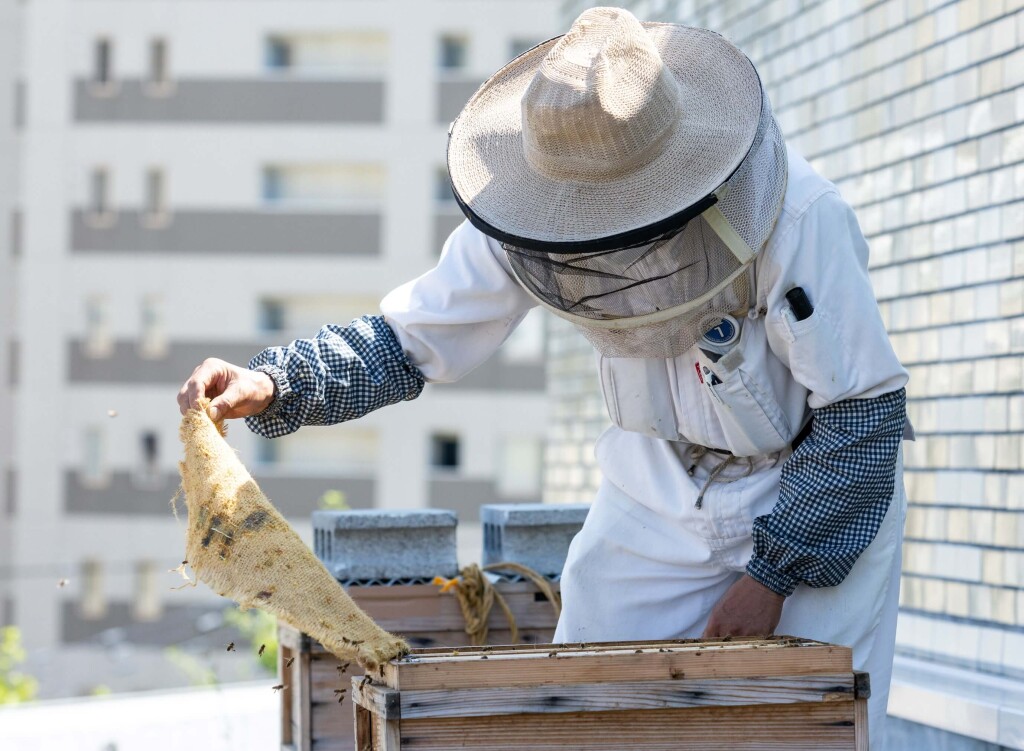 札幌パークホテル-都市型養蜂