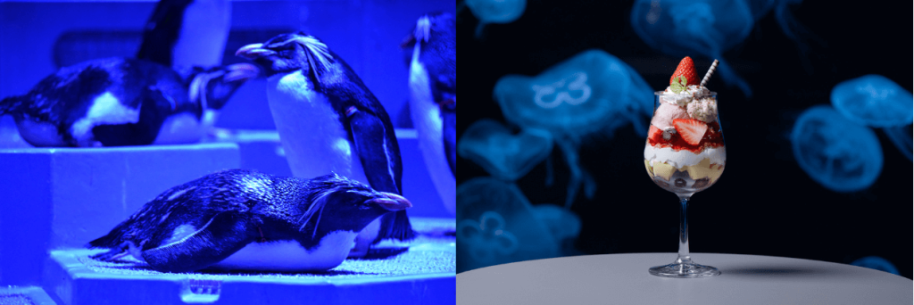 AOAO SAPPORO-（左）夜の水族館で観察できるペンギンたちの寝相、（右）季節のシメパフェ「夏のベリーとプリンパフェ」