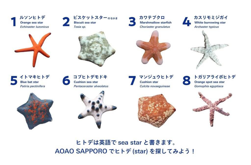 AOAO SAPPOROの『ヒトデのワンダー展』-新展示する8種類の“海の星”ヒトデ(予定)
