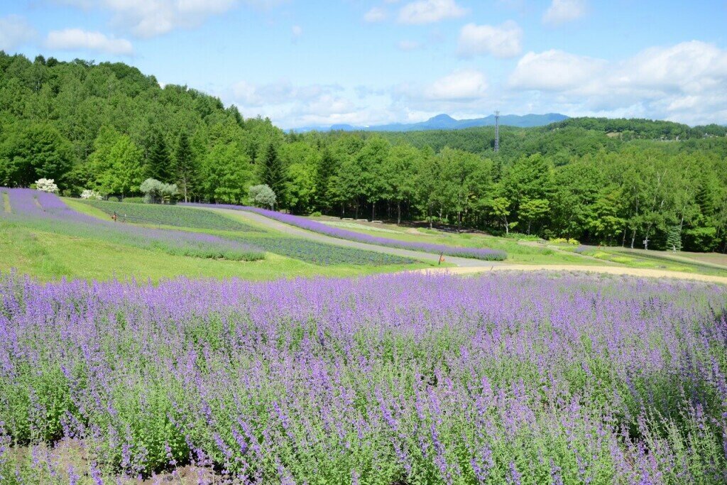 国営滝野すずらん丘陵公園-カントリーガーデン「花のまきば」中腹