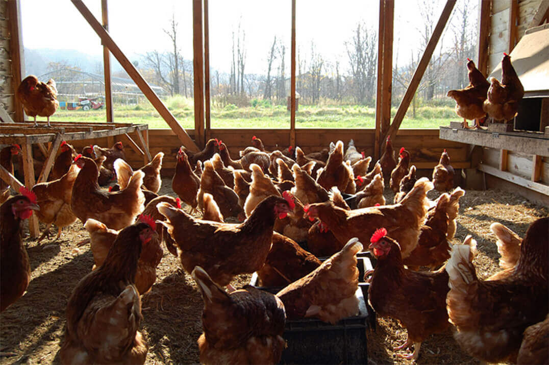 とりたまファーム-美味しいスープが取れる平飼いの親鳥