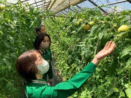 セブン‐イレブン・ジャパンの『北海道森町産トマトとパスタのカプレーゼ仕立て』-栽培ハウス内の様子