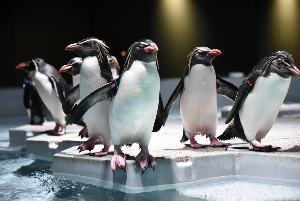 AOAO SAPPOROの『キタイワトビペンギン』