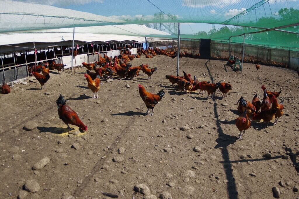 北海道十勝新得町塚田農場-新得ファーム
