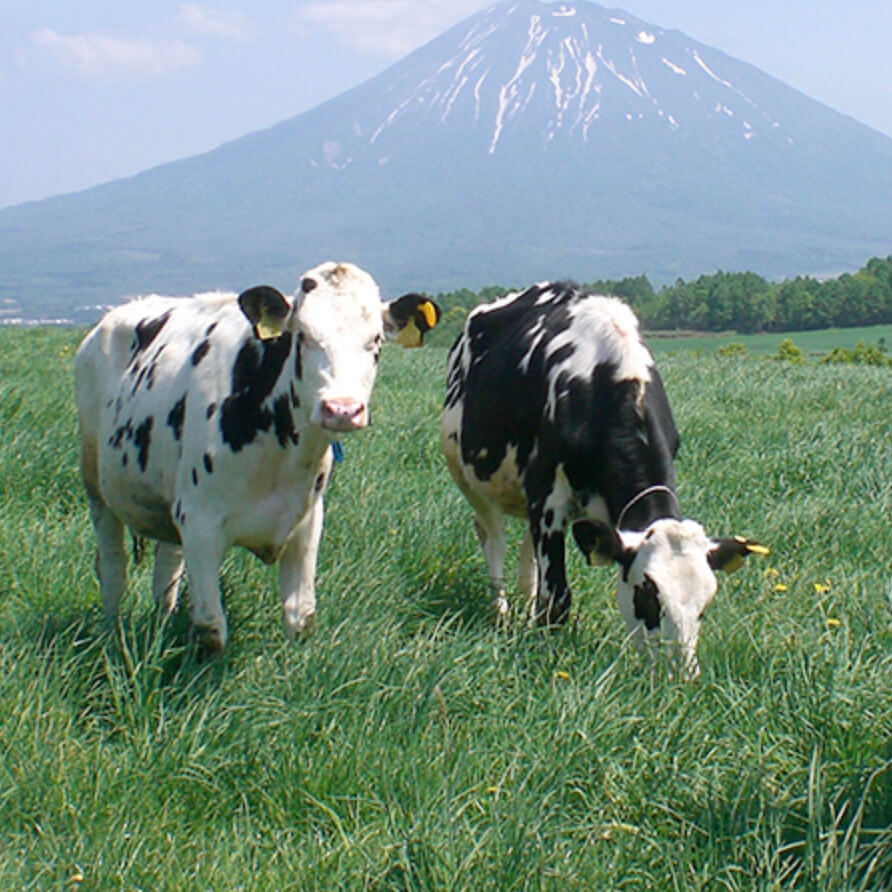 ニセコ山系のふもとで120年-倉島乳業