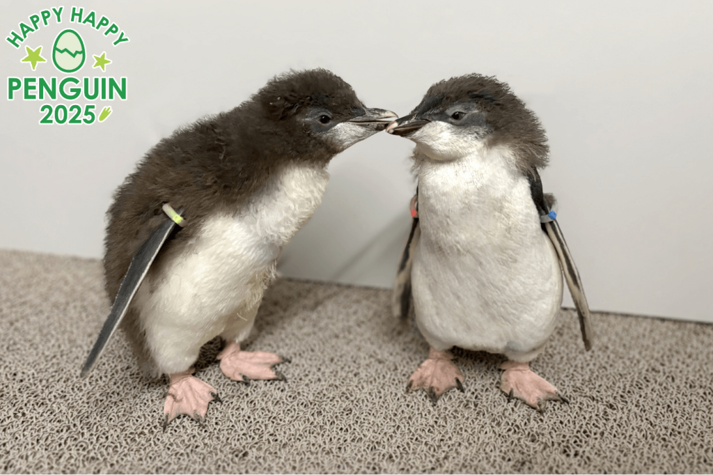 AOAO SAPPOROの「キタイワトビペンギン」雛2羽