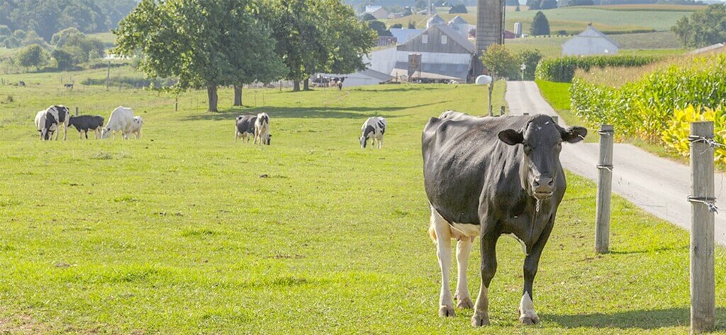 『ごろん丸ごと国産みかんヨーグルト』-ミルクのコクが違う！北海道産生乳を86%使用したヨーグルトベース