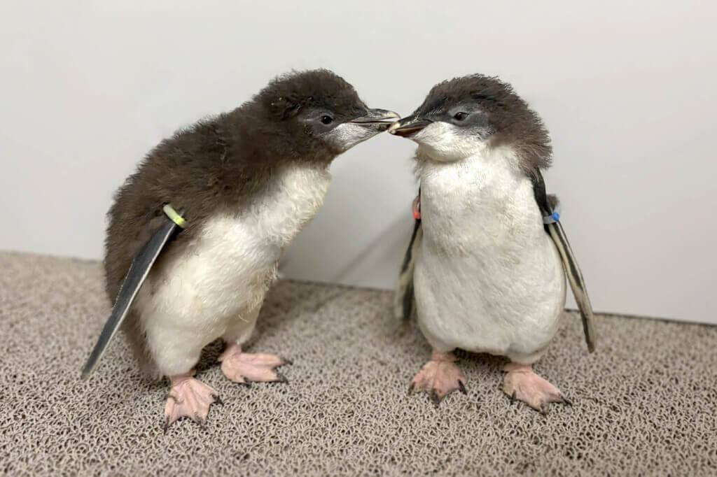 AOAO SAPPOROの「キタイワトビペンギン」雛2羽