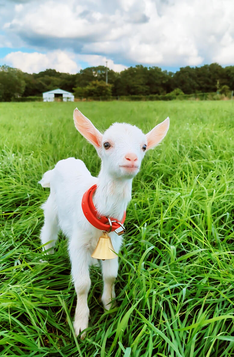 プティ・シェーヴル北海道-子やぎのユキちゃん