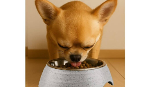 ニトリからちいさなペット用の食器にスタイリッシュでお手入れしやすい商品が新登場！