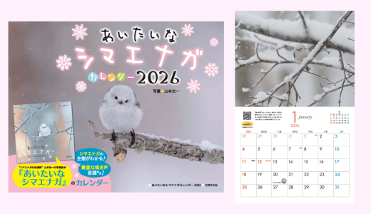 写真絵本『あいたいな シマエナガ』発のカレンダー『あいたいなシマエナガカレンダー2026』が9月11日(木)より発売！