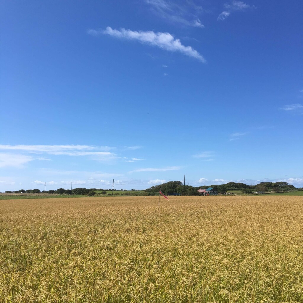 奥尻町-奥尻産米「ふっくりんこ」10kg入り