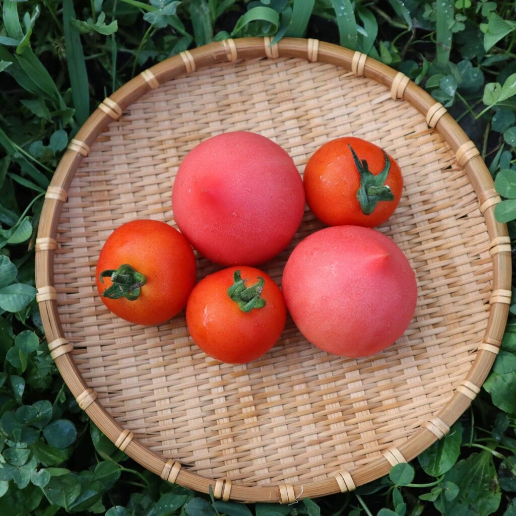 壮瞥町-トマト食べ比べ２種セット（ラビットゴッホ＆ルネッサンス）