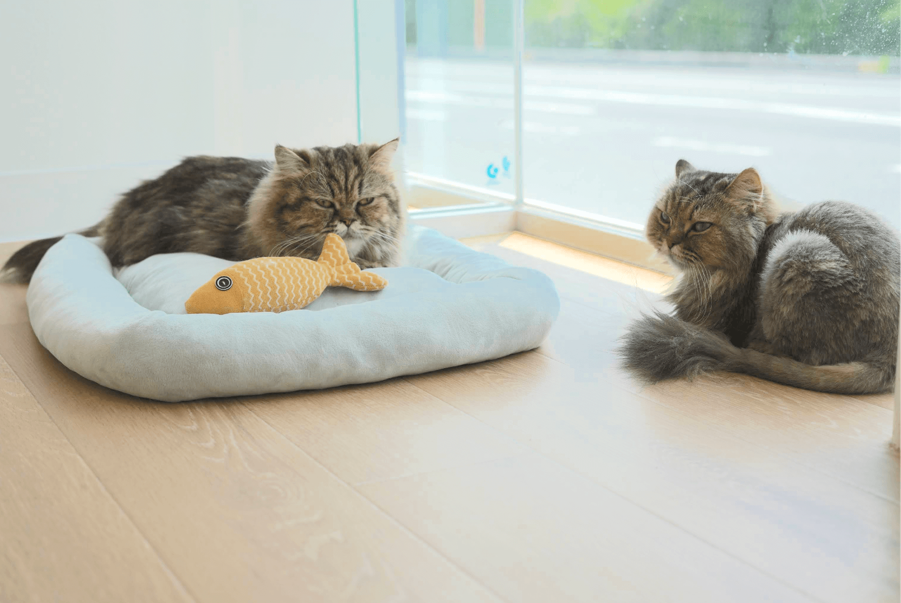 ANELLA CAFE(アネラカフェ)-お気に入りの子を見つける-ふれあいタイム-