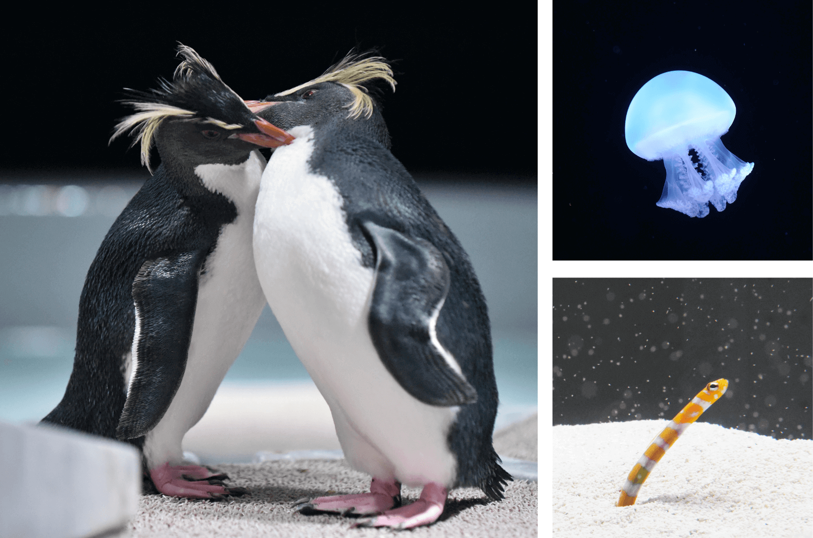 AOAO SAPPOROの『PINGU™×AOAO SAPPORO SWEET AQUARIUM 冬の、愛のすいぞくかん』-AOAO SAPPOROの“スイート”な生物たち