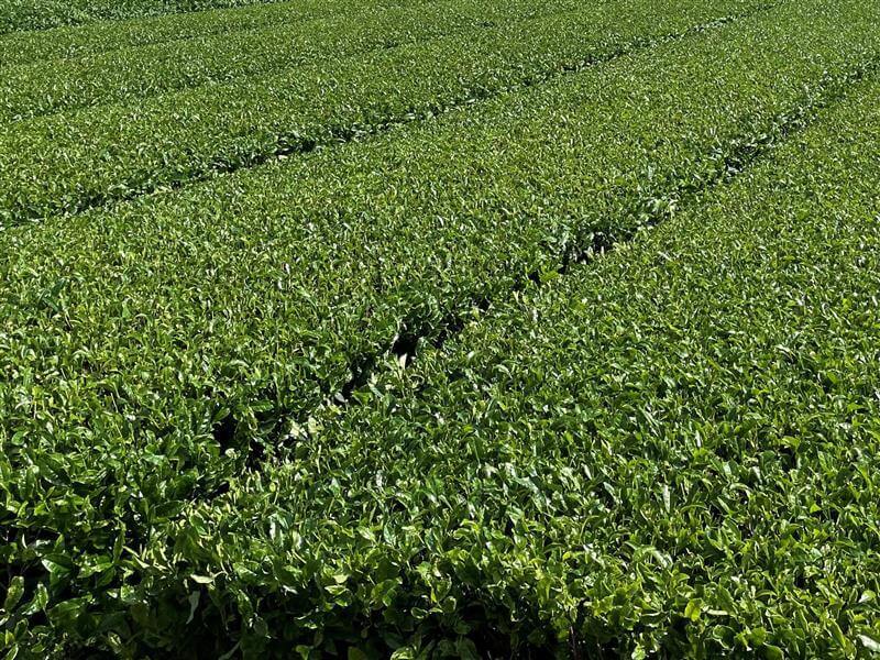 『ハーゲンダッツ スペシャリテジャポネ 和紅茶バタークリームケーキ』-厳選された“初摘み一番茶”の和紅茶がもたらす華やかな香り