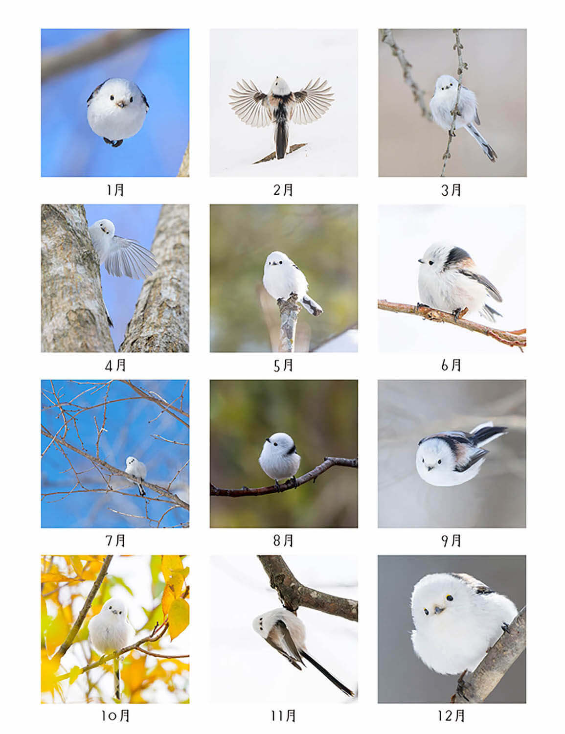 「もふっとシマエナガ カレンダー２０２６」月別写真