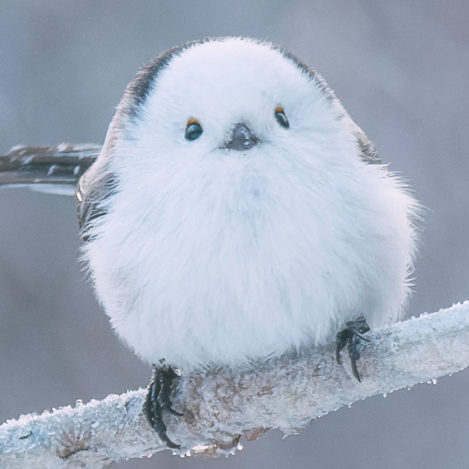 実際の観察時に撮影されたシマエナガ。(企画担当者撮影)