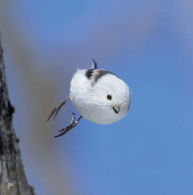 写真集『ロケットシマエナガ』-しゅっぱつしんこう！（・⊝・）
