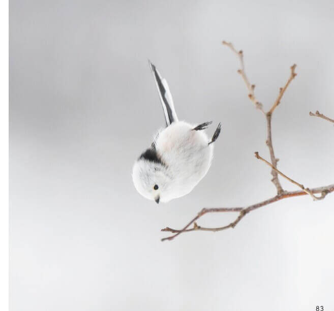 写真集『ロケットシマエナガ』-いってきまーす（・⊝・）