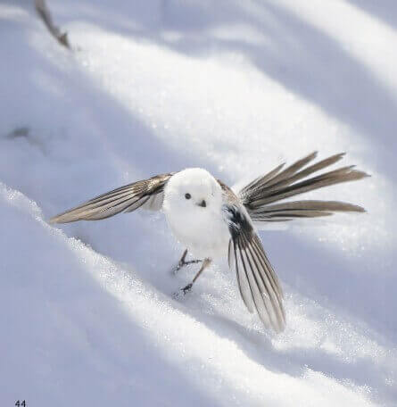 写真集『ロケットシマエナガ』-着陸せいこう（・⊝・）