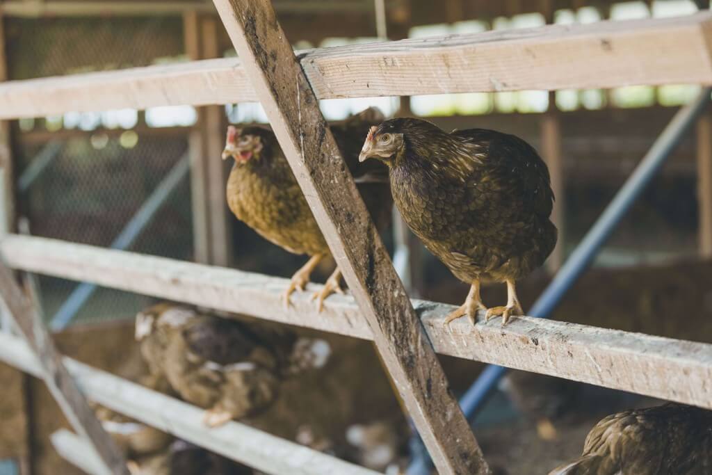 CHEESE WONDER(チーズワンダー)