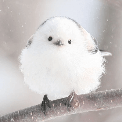 ぼく、シマエナガ。