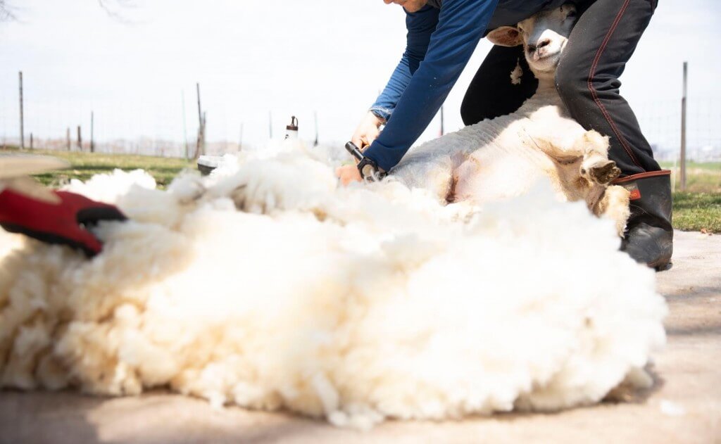 さっぽろ羊ヶ丘展望台の『羊の毛刈り見学』