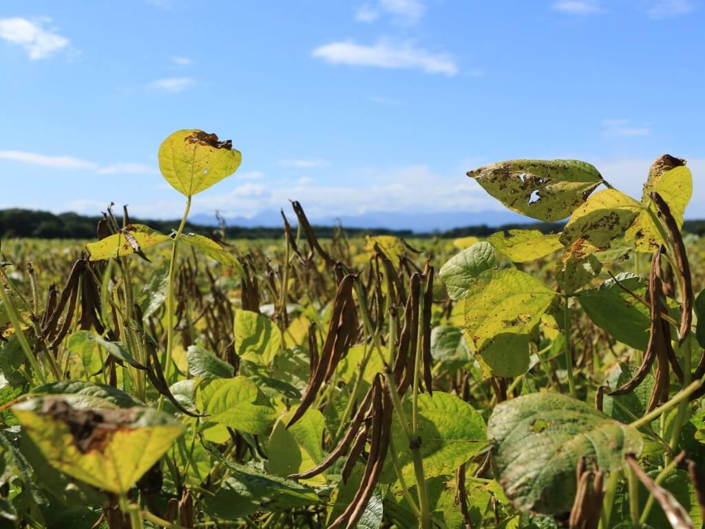 小樽洋菓子舗ルタオの『パフェ ドゥ フロマージュ 宇治抹茶&北海道小豆』-エリモ小豆