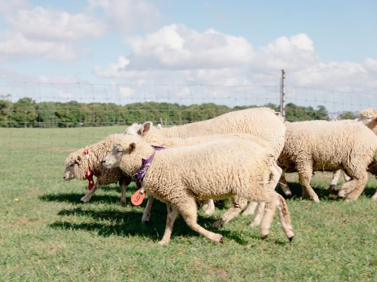 さっぽろ羊ヶ丘展望台の『羊のおさんぽレース』