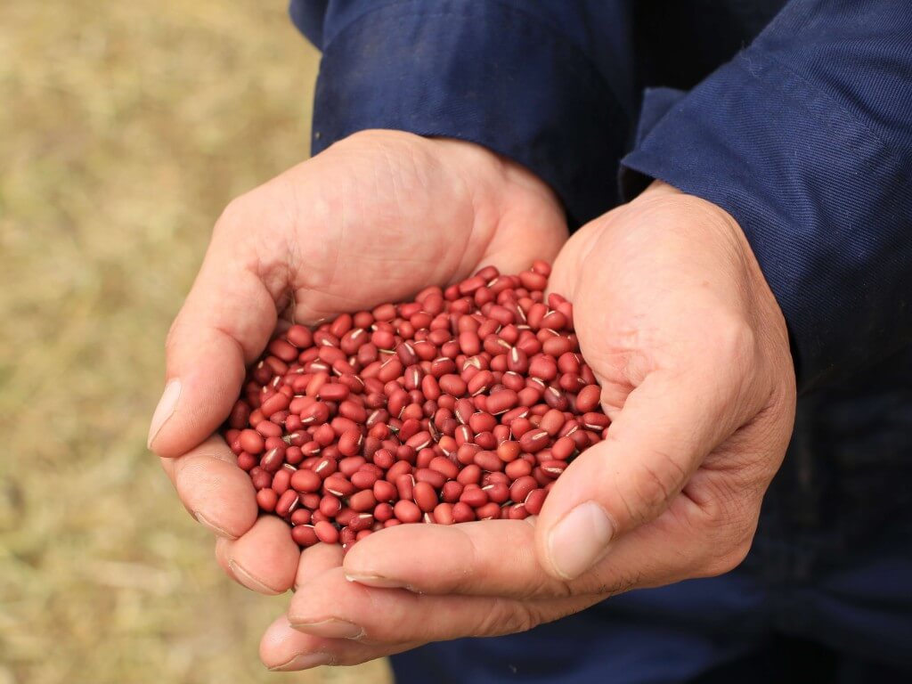 小樽洋菓子舗ルタオの『パフェ ドゥ フロマージュ 宇治抹茶&北海道小豆』-エリモ小豆