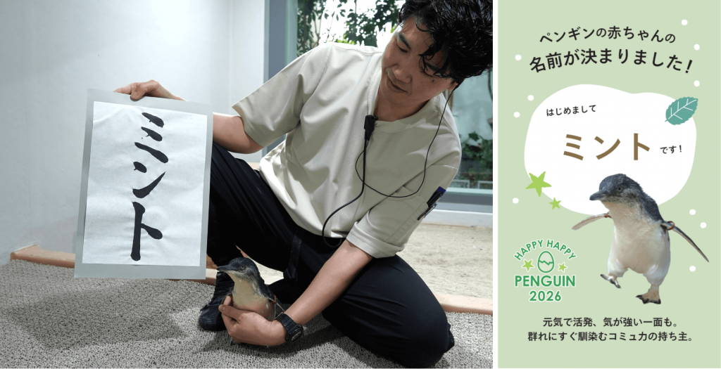 AOAO SAPPOROの『フェアリーペンギン(ミント)』