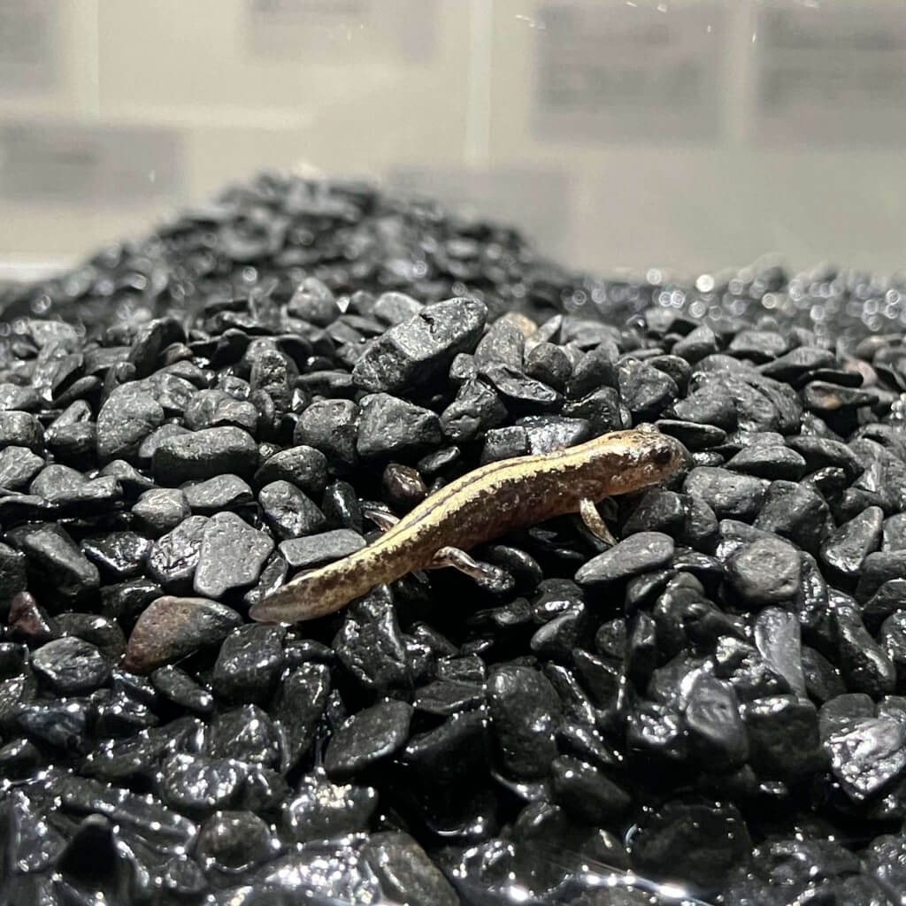 AOAO SAPPOROの『キタサンショウウオ』