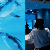 狸小路にある都市型水族館「AOAO SAPPORO」にて北海道民限定の年間パスポート『どうみんすいぞくかんクラブ』が開始！