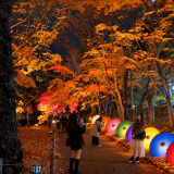 札幌の秋を彩る『中島公園紅葉ライトアップ』が10月23日(金)より開催！「さっぽろ芸妓カフェ」も実施